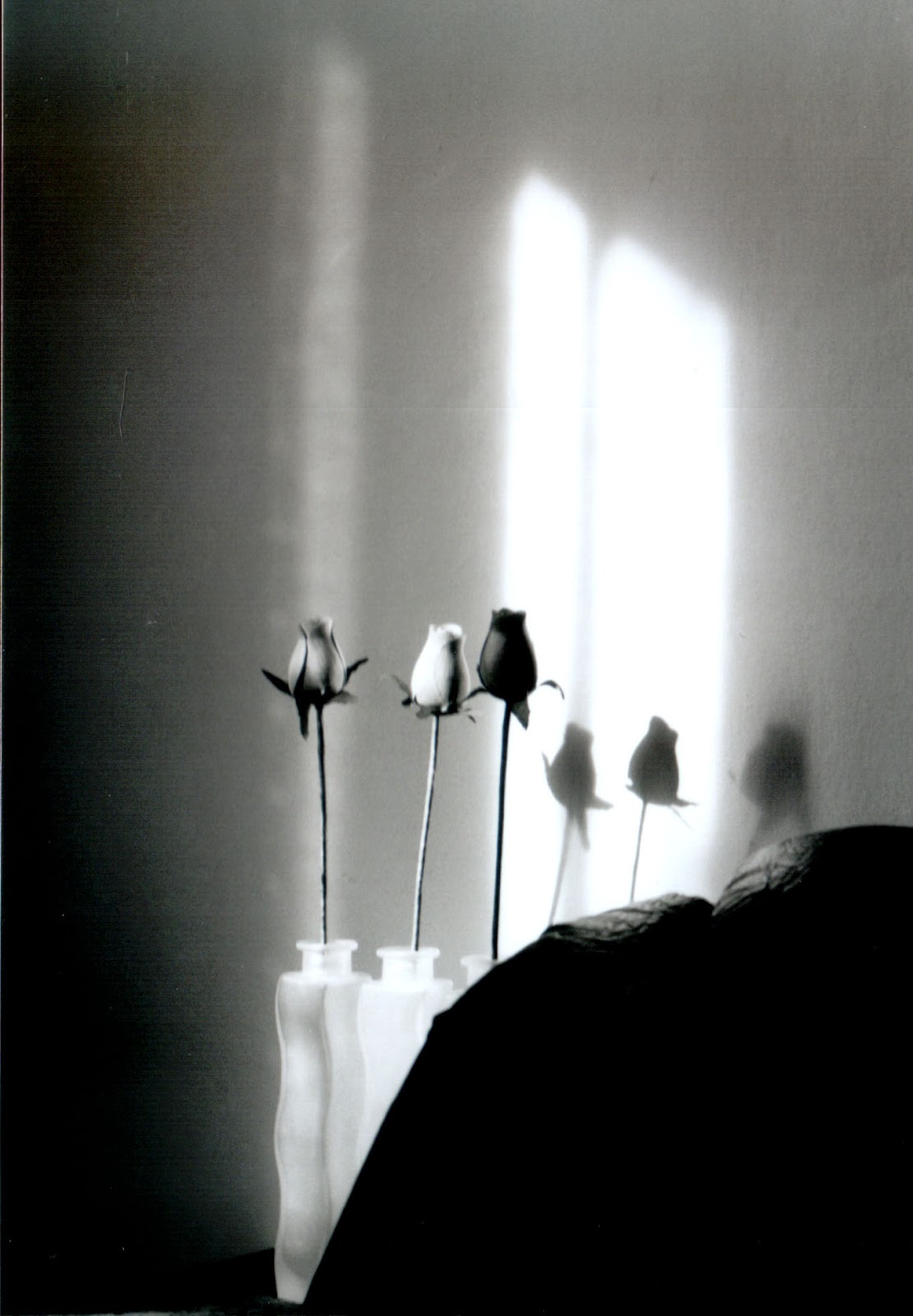 Coming Up Roses Expert Rose Advice from Witherspoon Rose Culture Tips