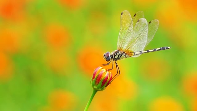 5 Serangga Yang Wajib Ada di Kebun Kamu