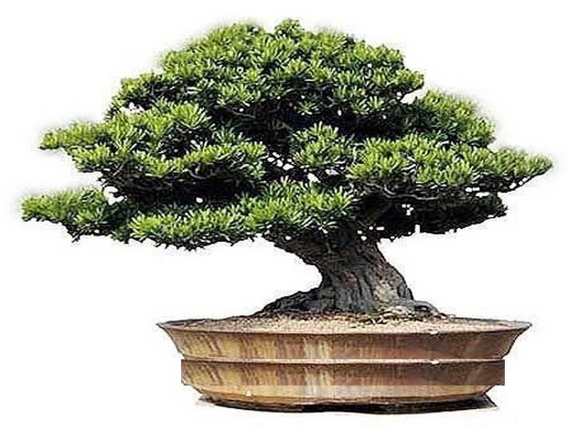 Bonsai Trees Photoes Podocarpus bonsai Podocarpus bonsai conservation