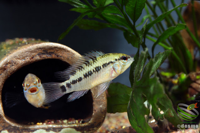 Apistogramma hoignei / sp. D47