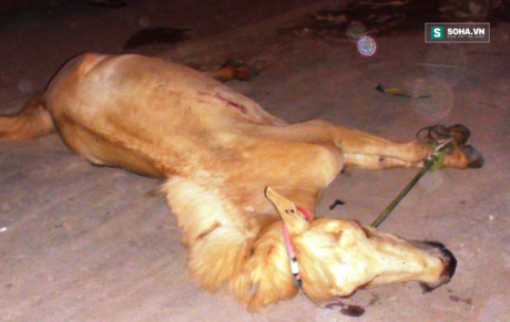 Hi huu: Ngua bat ngo bang ngang duong, xe hop bien dang - Anh 2