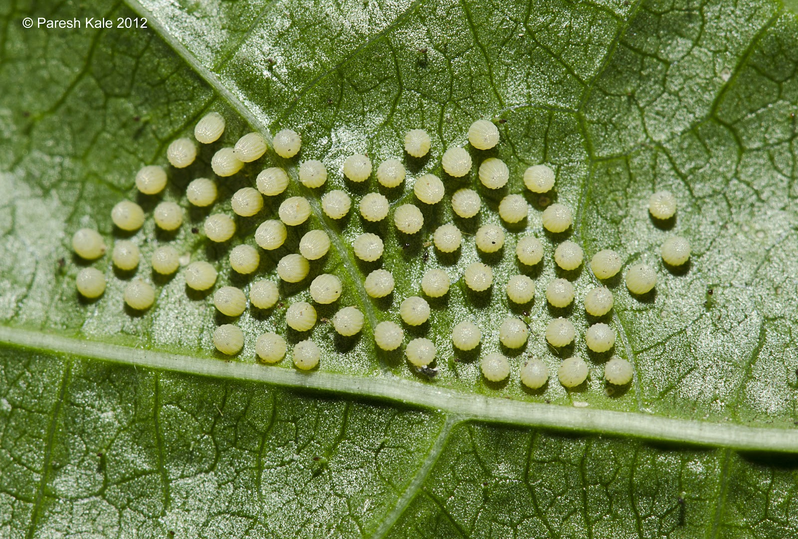 रुबाई Rubaai Butterfly Egg