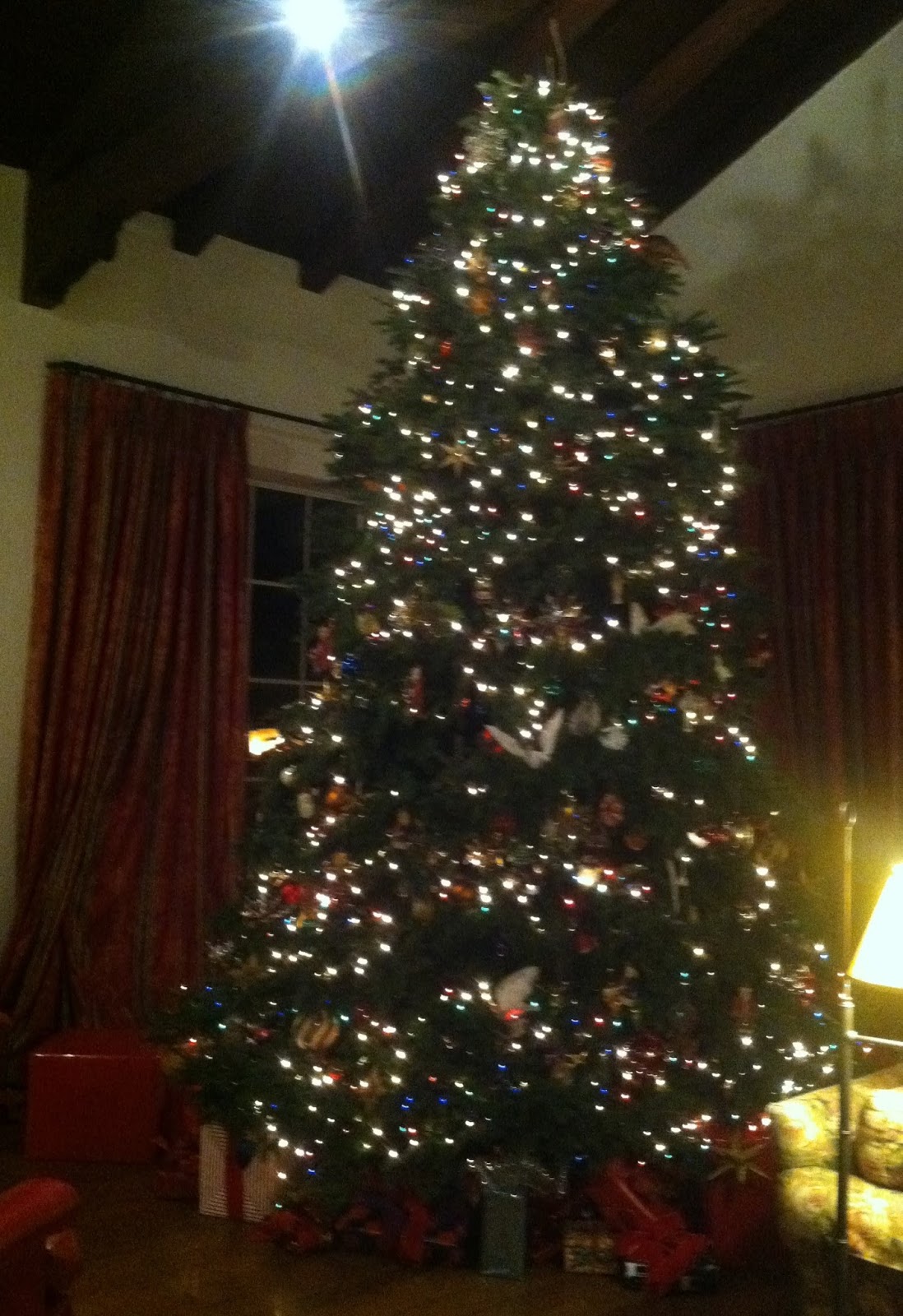 Tucson Daily Photo Tucson's favorite tree