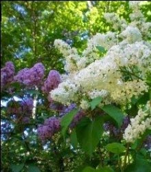 Lilacs