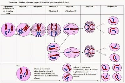 8 étapes de la méiose avec schéma - SVT Terminale | Bio faculté