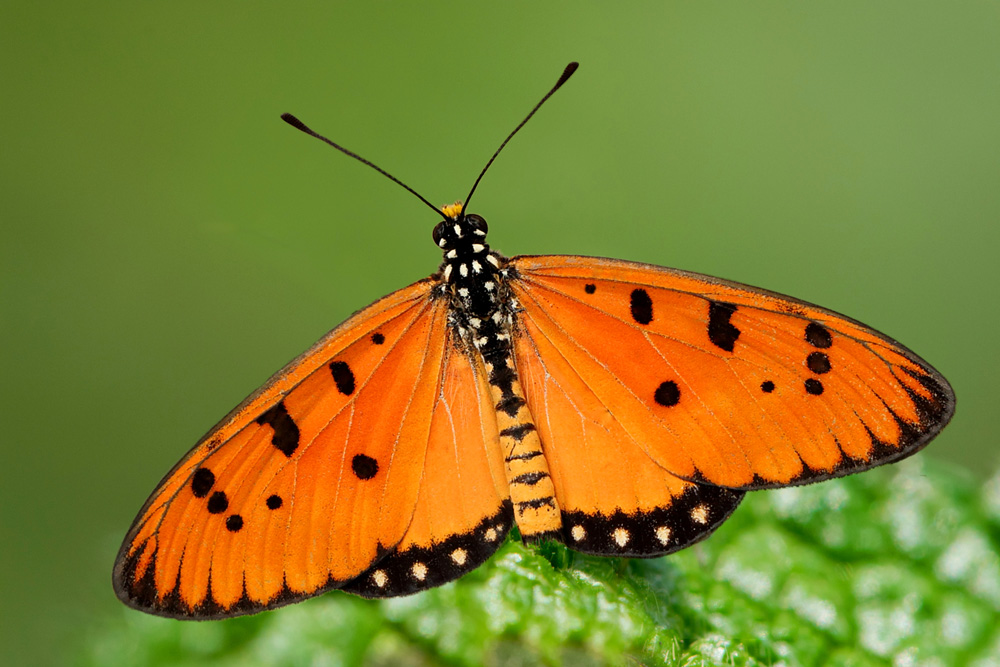 Acraea terpsicore DATASHEET BugsAlive