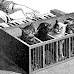 Piano de Gatos