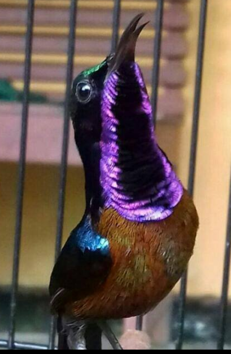 Murai Batu Medan Cara Merawat Kolibri Ninja Harian Agar Cepat