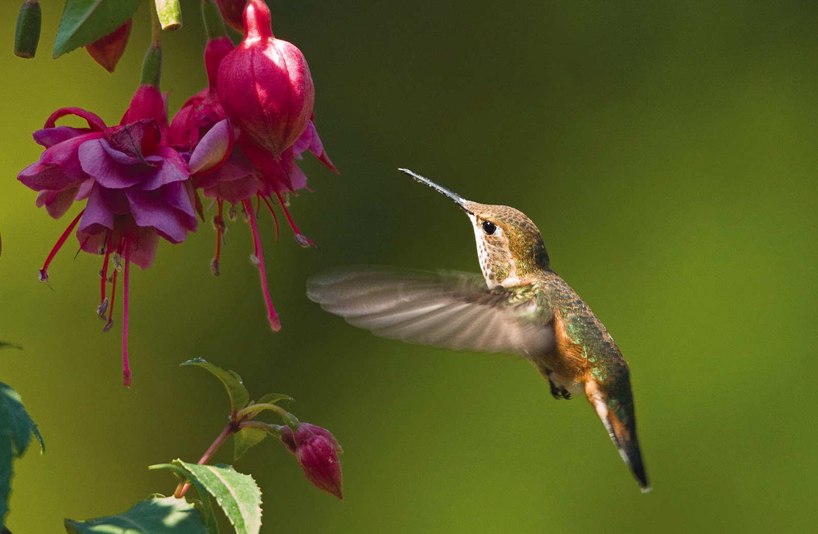 Wild Birds Unlimited: When to put up hummingbird feeders and other FAQ