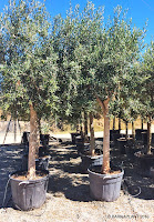 Olivos árboles de clima mediterráneo ideales para uso ornamental