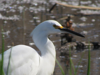 Sacramento National Wildlife Refuge