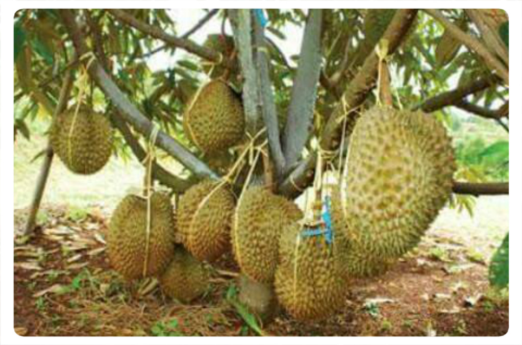 Cita Tani Nursery (NS0154959D) Benih Durian Bantal Mas