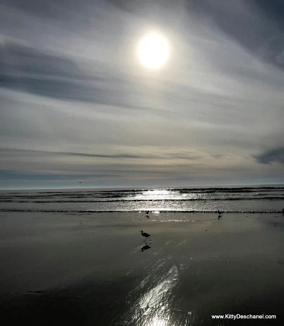 best california beach for seeing snowy plovers