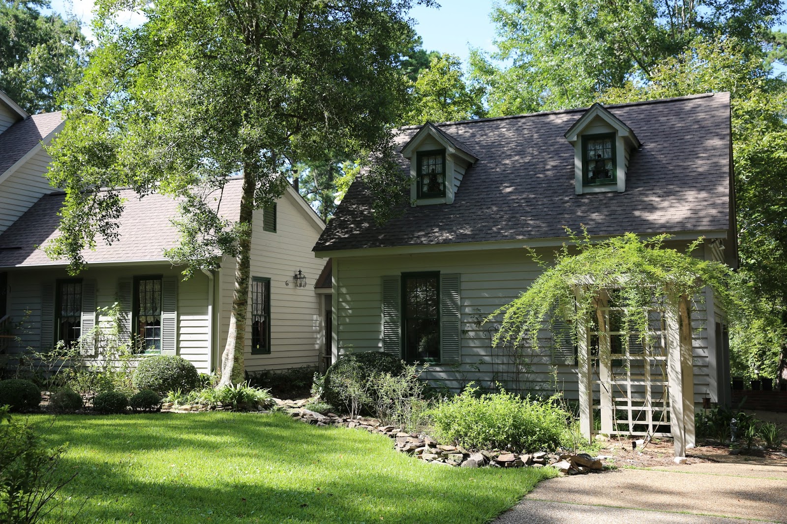 Sweet Southern Days Shade Tolerance of Peggy Martin Rose. 🌹