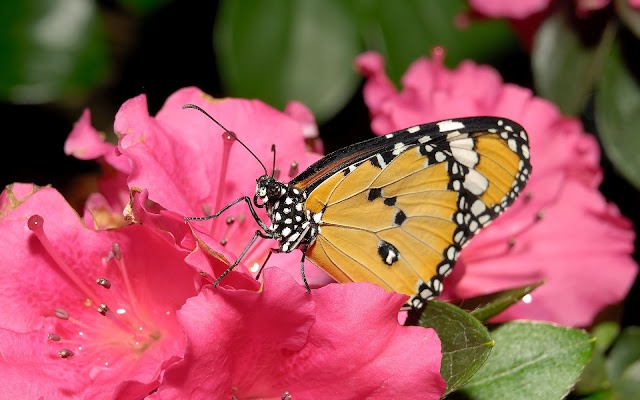 Orange butterfly sitting on pink flower