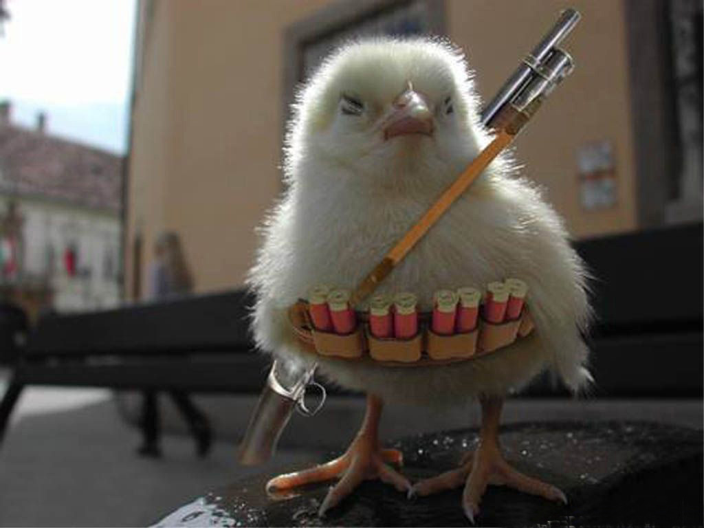 [Image: Funny+chicken+images+pics+photos+Chicken...ullets.jpg]
