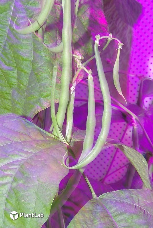 Plant lab product