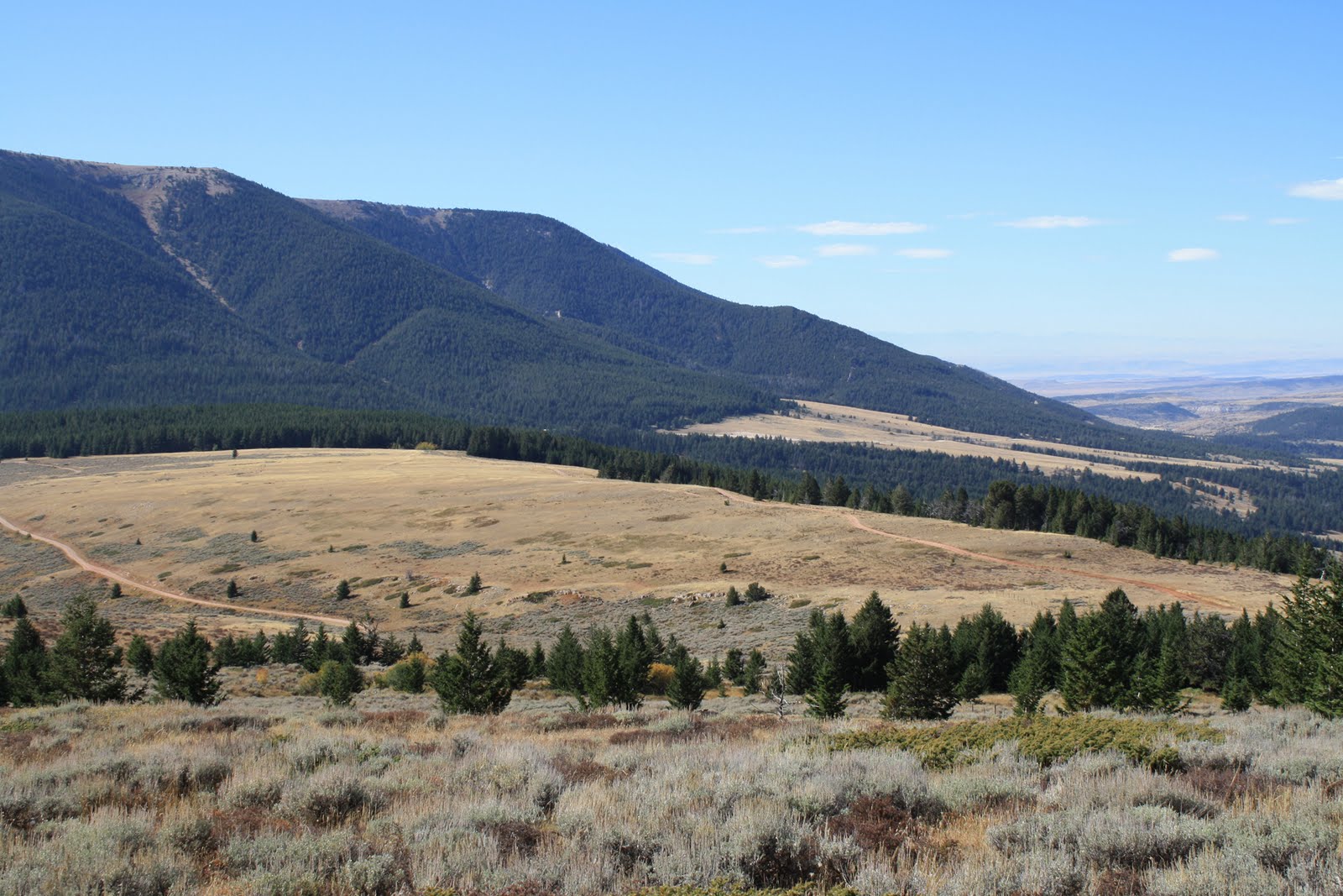 Living and Dyeing Under the Big Sky National Forest in the Pryors
