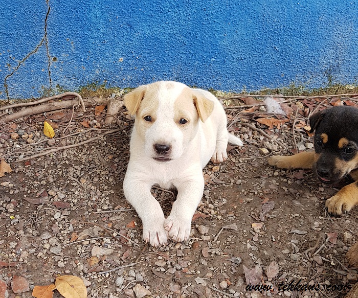 MilkyOur Very First Pet Dog [PICS] Tekkaus® Malaysia Lifestyle