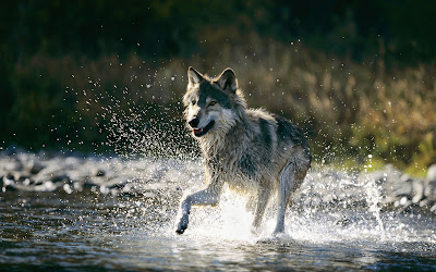 Wolf Photography 2011 All New Pictures