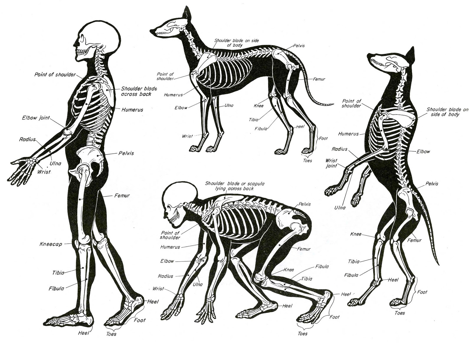 Скелет человека и собаки сравнение