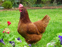 5 Best Laying Hens for Your Backyard | From Home Wealth