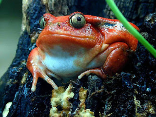 beautiful frog background hd for mobiles