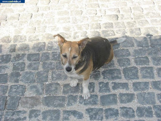 STREETS / Largo de João José le Coco, Castelo de Vide, Portugal