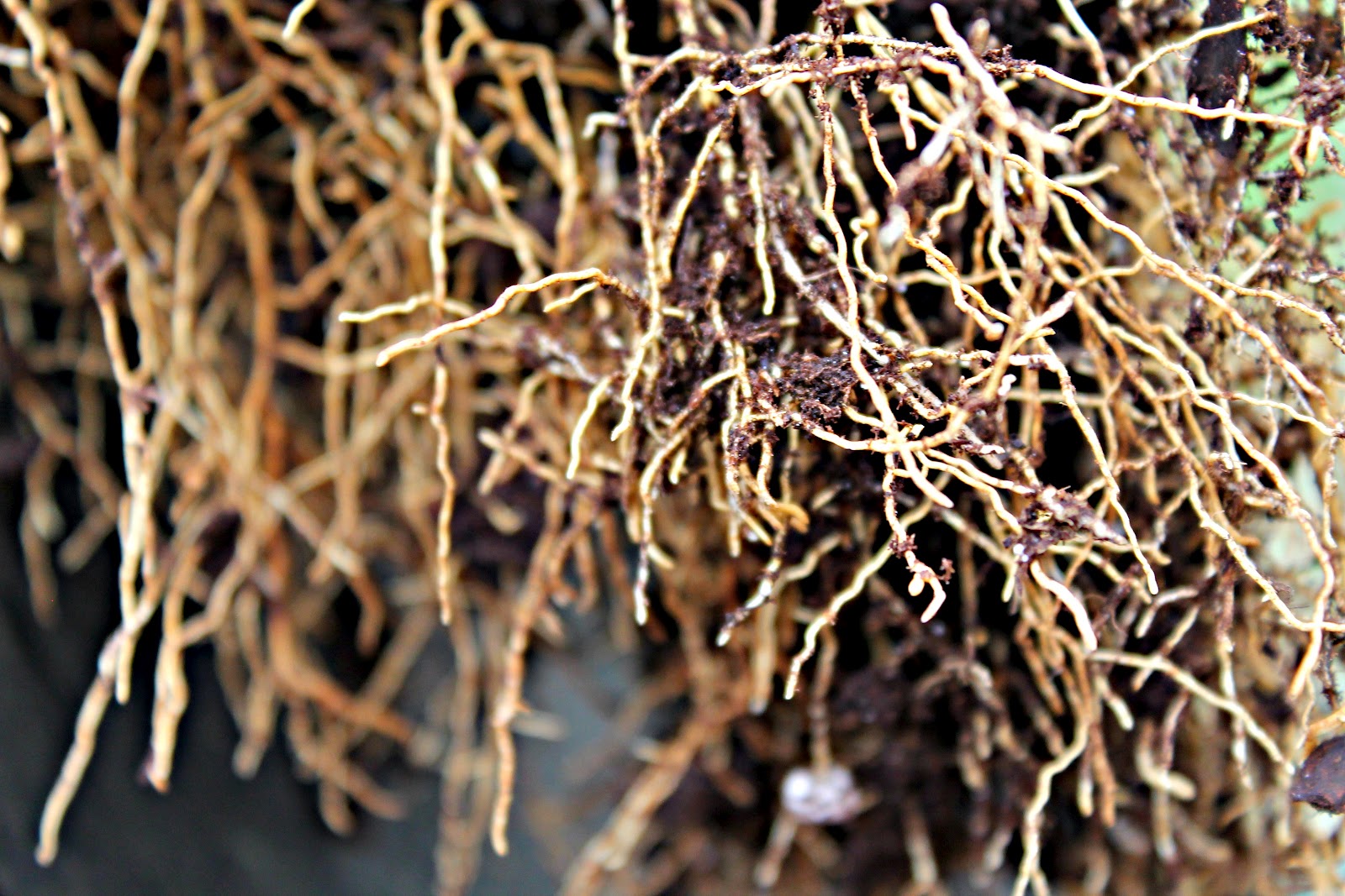DelGal's Adventures In Photography Macro Monday The Humble Root