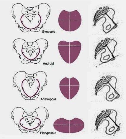 HARDIN BURUHI: MAKALAH "Anatomi Panggul Wanita"