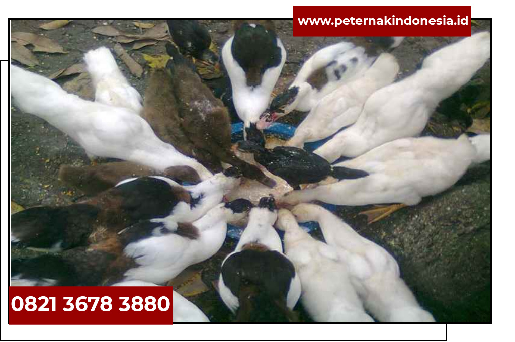 Wa 0896 6847 0370 Jual Bibit Bebek Pemalang Jual Bibit Bebek Petelu