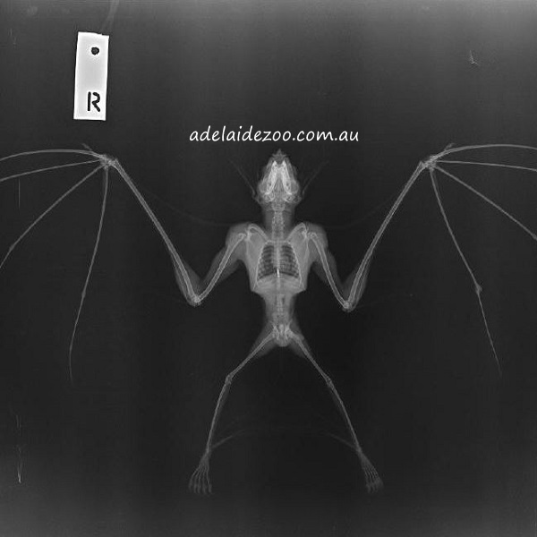 Ghost Bat Adelaide Zoo