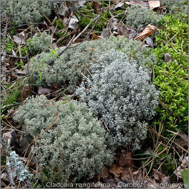 Cladonia rangiferina habit - Chrobotek reniferowy pokrój