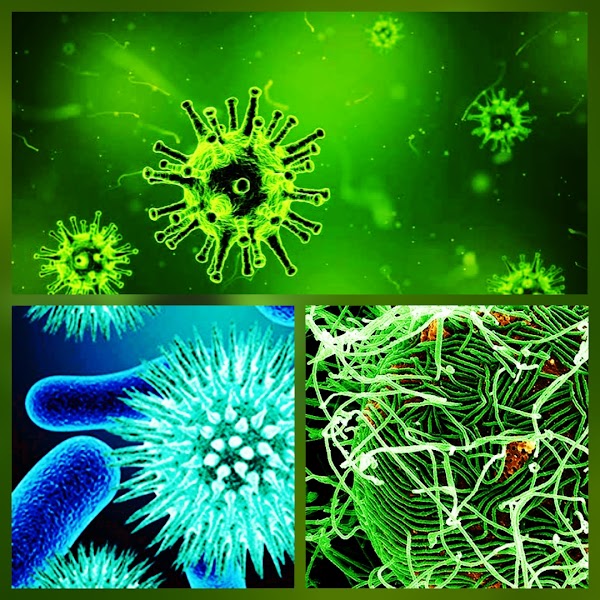 Un nuevo virus pone en alerta a los científicos. Un nuevo virus pone en alerta a los científicos.