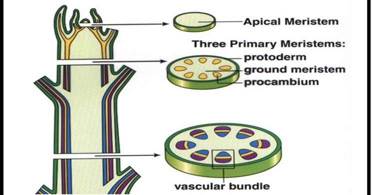 Jaringan Meristem Pengertian, Macam Jaringan Meristem