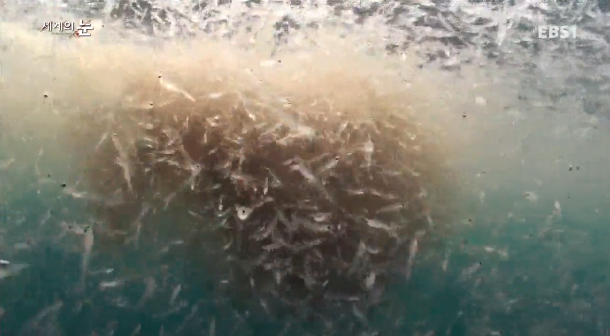 범고래 Vs혹등고래 | 인스티즈