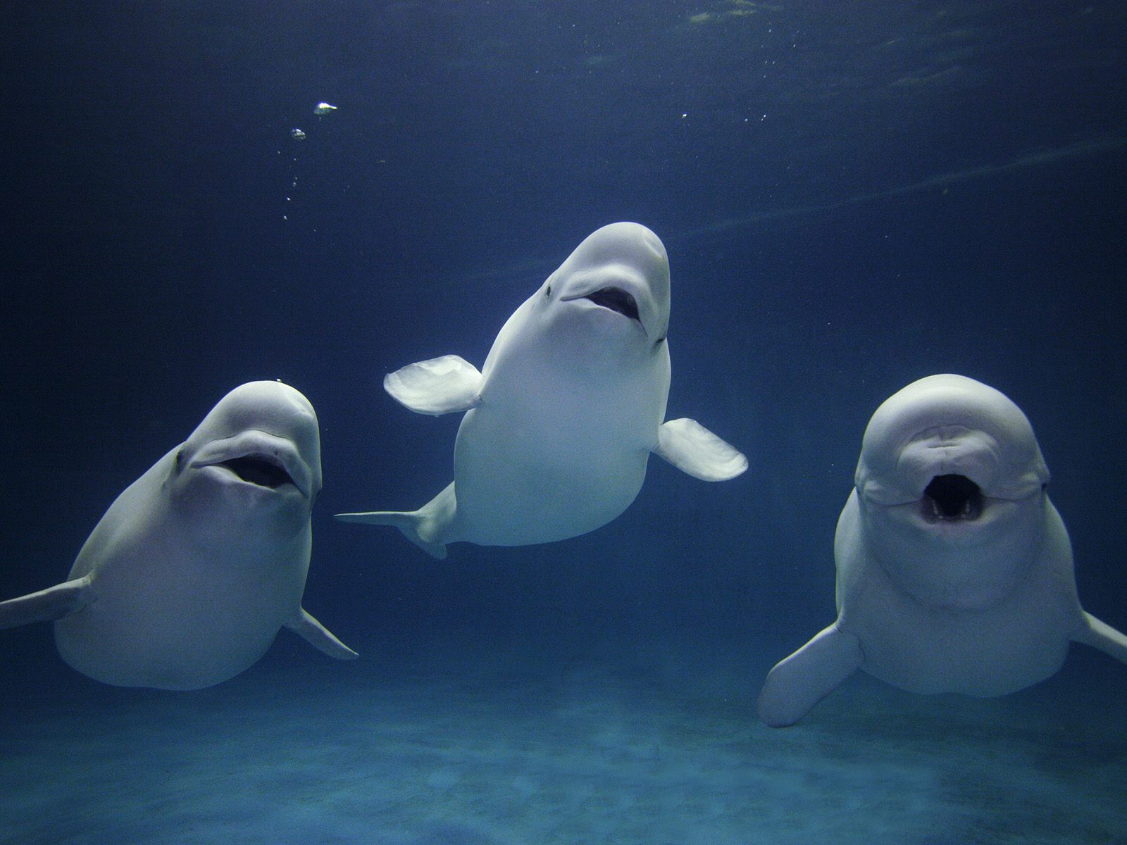 Beluga Whale Pictures 101