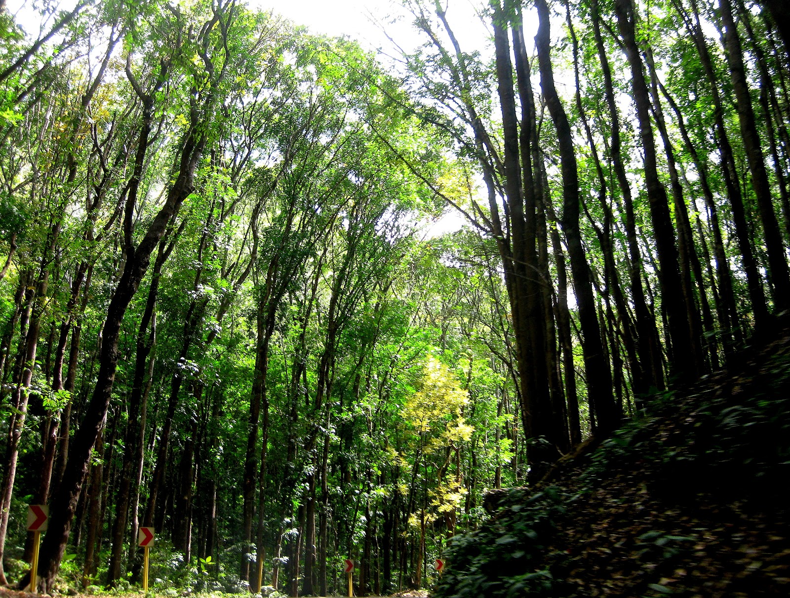 Turning Boholano Bohol's manmade forest