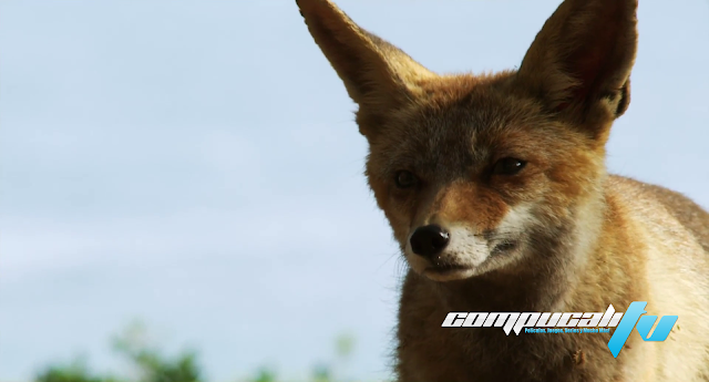 Stuart Little 2 Pelcula Completa HD 1080p MEGA LATINO