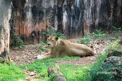 singa afrika kebun binatang ragunan jakarta