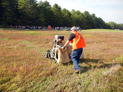 A farmer pushing a mechanical rake on the bog during dry cranberry harvest