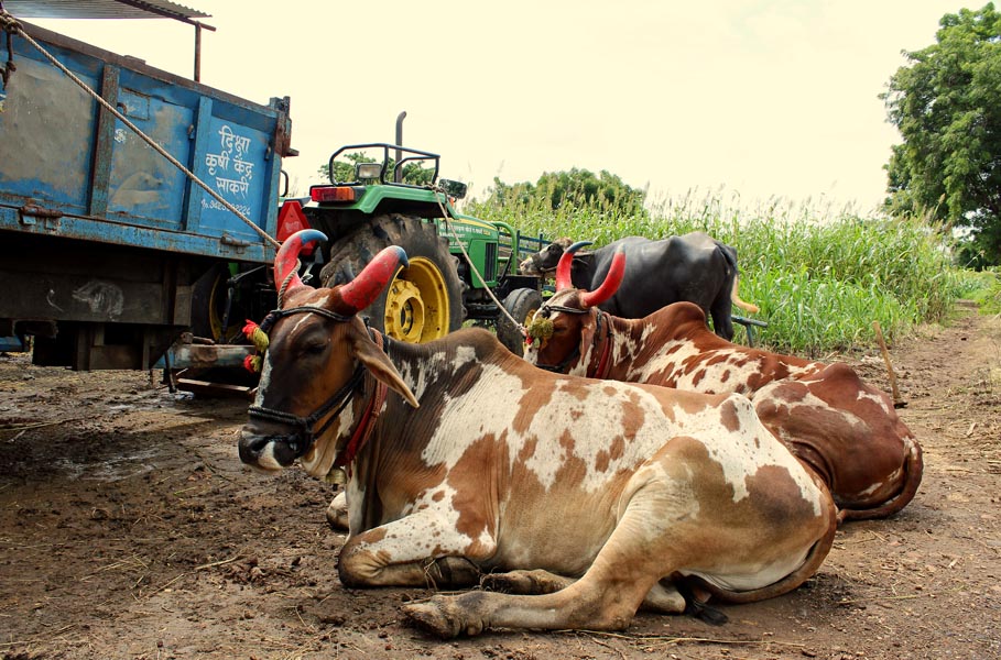 Banning Bull Slaughter Makes Vulnerable Populations Poorer