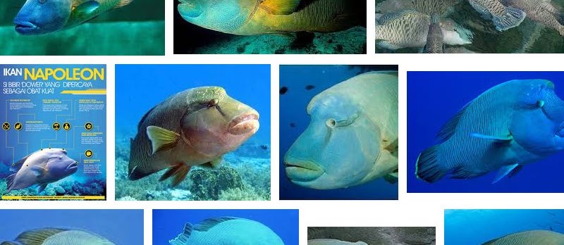 Mengenal Ikan Napoleon Siraksasa Karang Laut