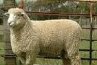 Domba romney dan asal usulnya, domba yang cocok di pelihara , peternakan 