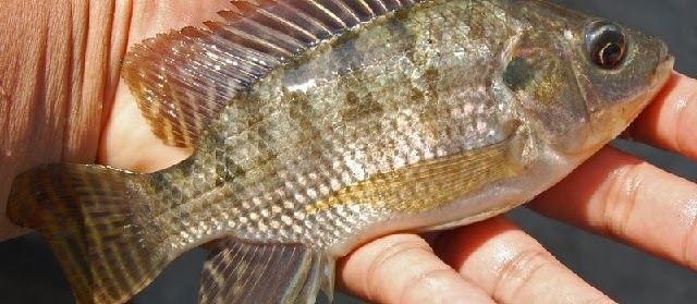 Tahapan Pendederan Ikan Nila dari Awal Hingga Panen