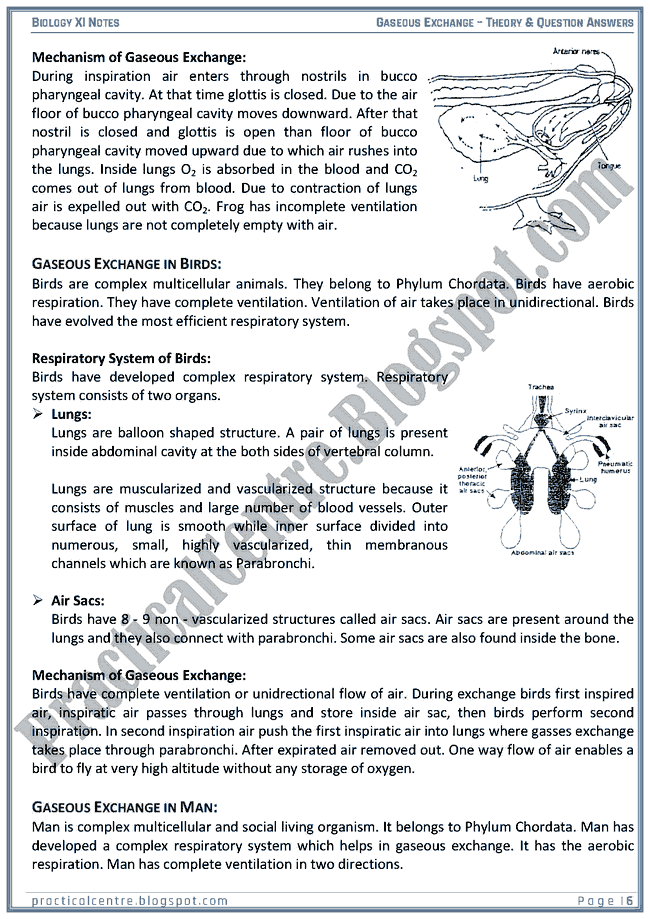 gaseous-exchange-theory-and-questions-answers-biology-xi