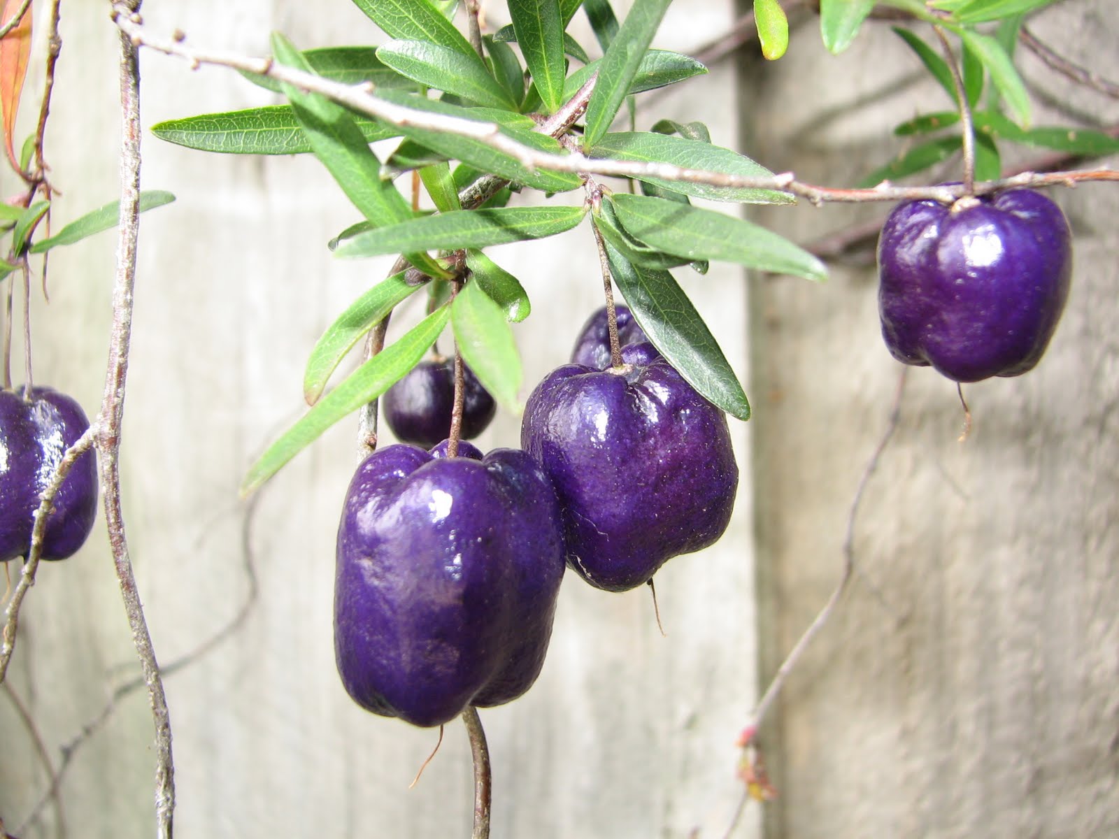 Bushfoods & Survivial Plants Apple Berry Billardiara species