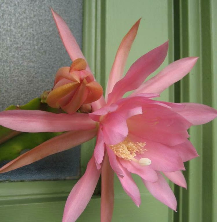 rosekraft Orchid Cactus in Bloom!