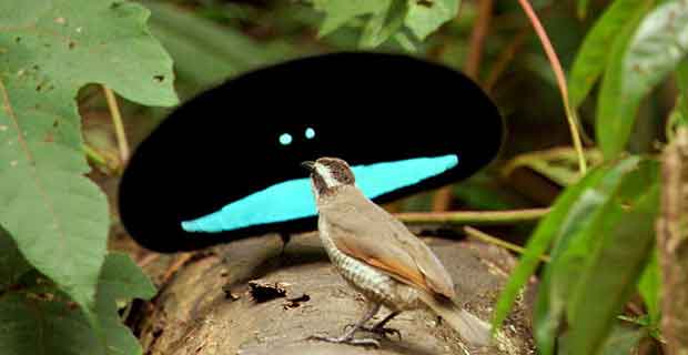 Superb Bird of Paradise hewan unik dan aneh didunia