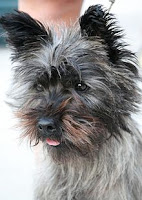 Cairn Terrier portrait